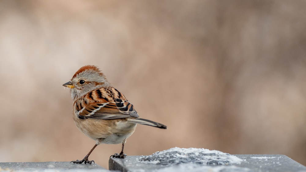 brown and white bird on white snow