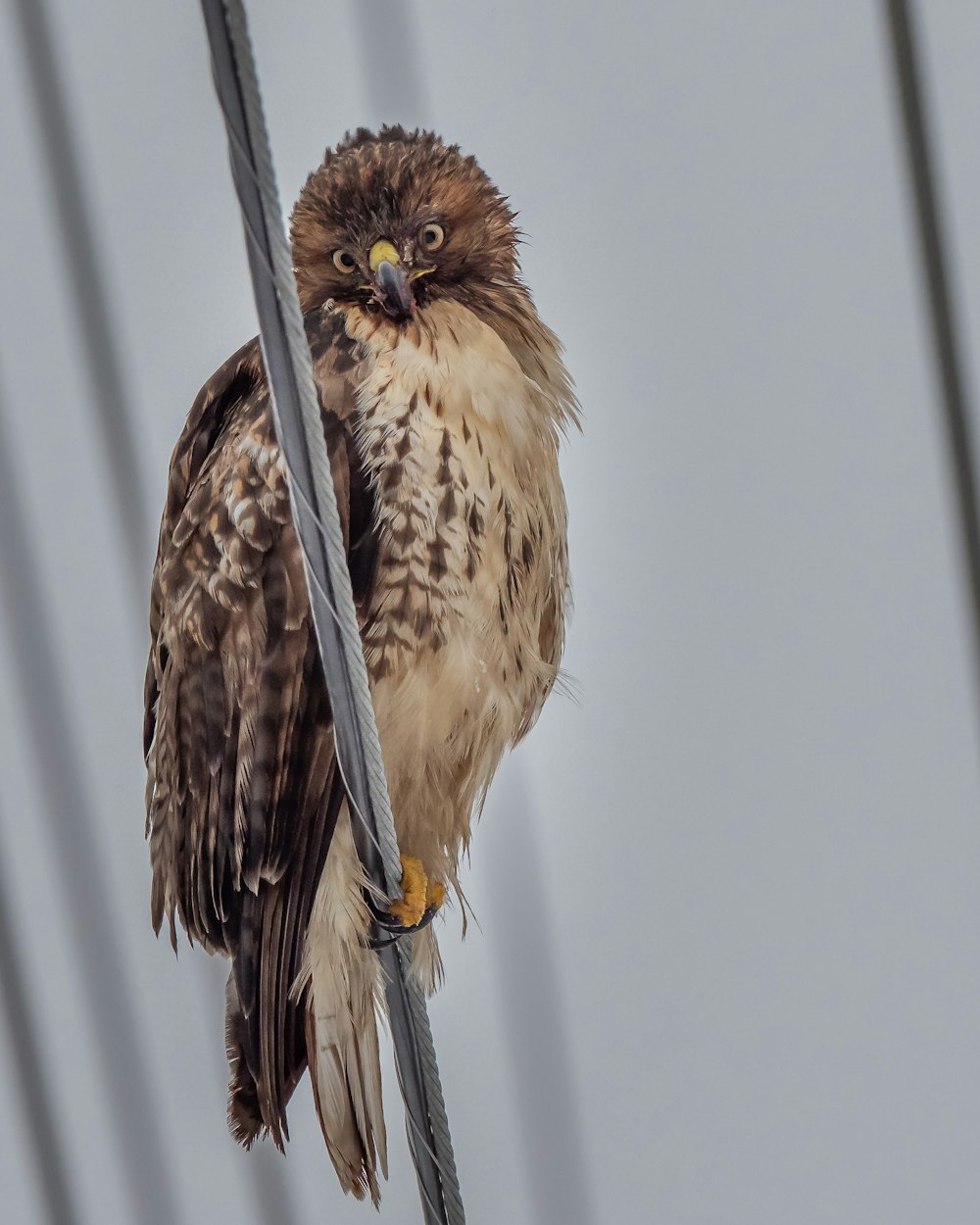 brown and white bird on brown stick