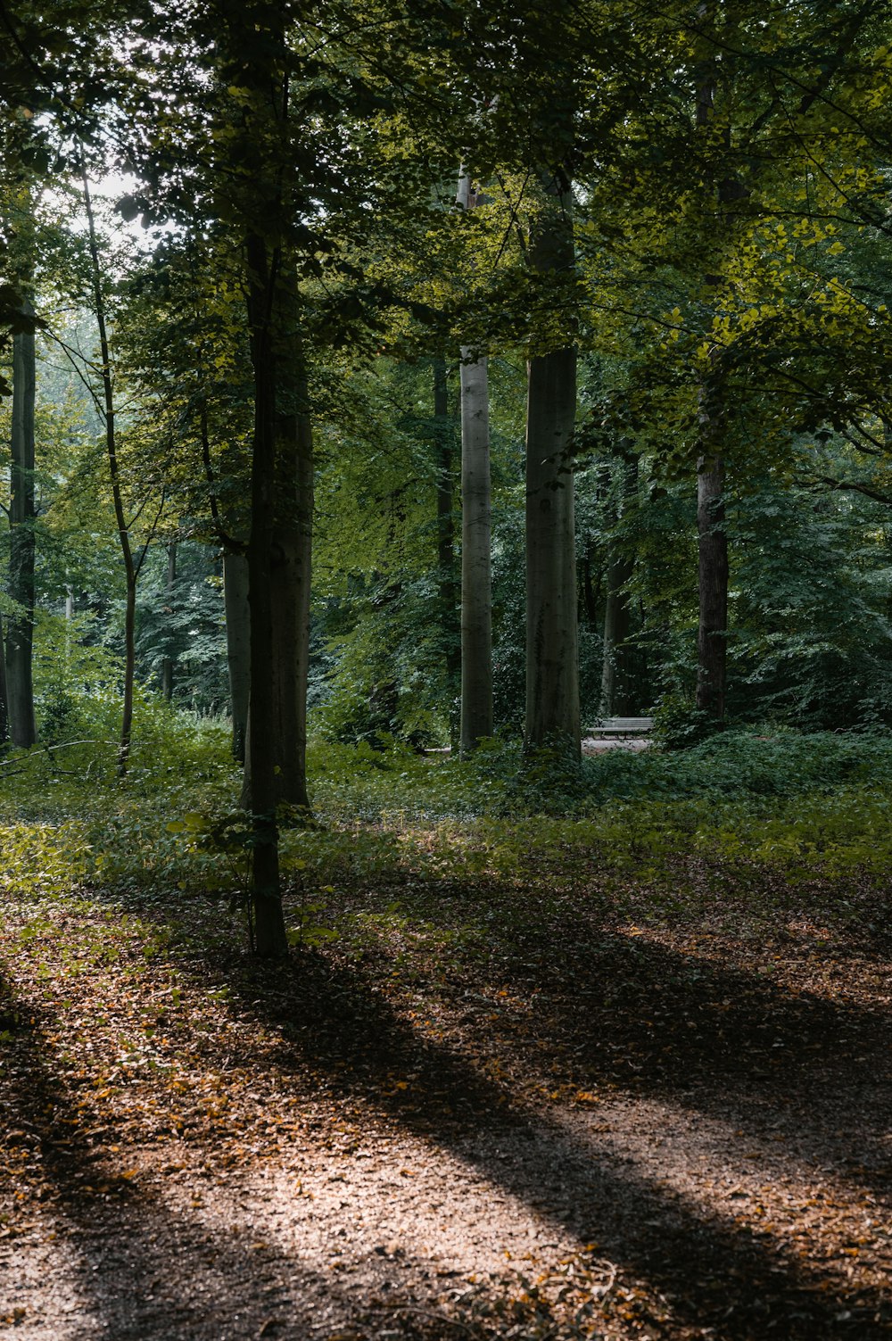 green trees on brown grass field during daytime