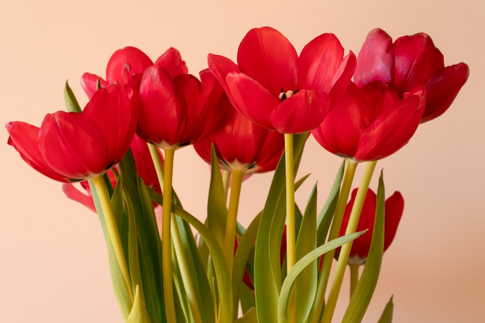 Tulipanes rojos en jarrón blanco