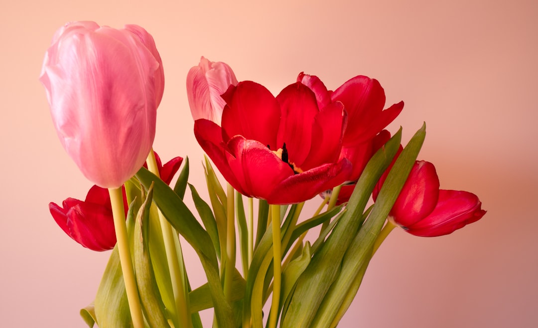 red tulips in close up photography