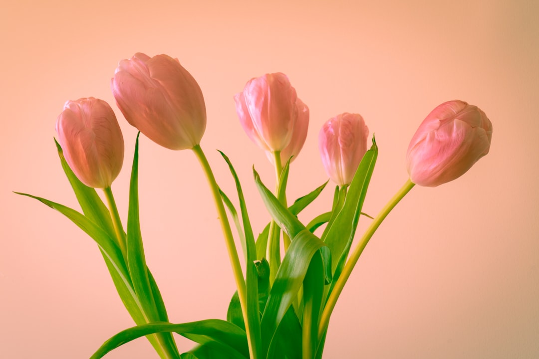 pink tulips in pink background