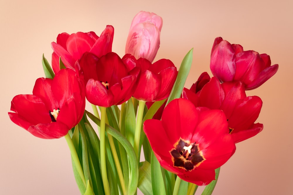 pink tulips in white background