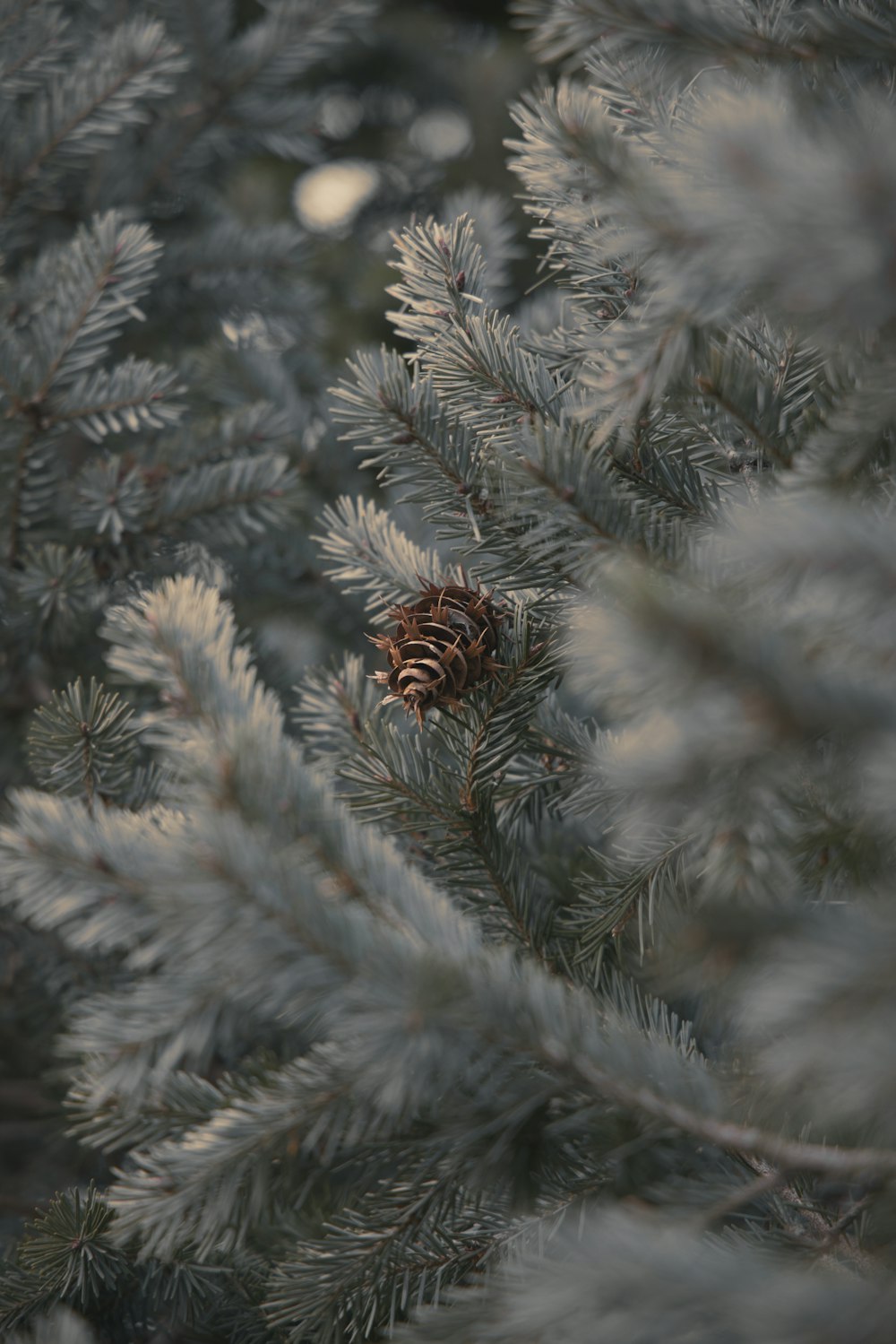 green pine tree covered with snow