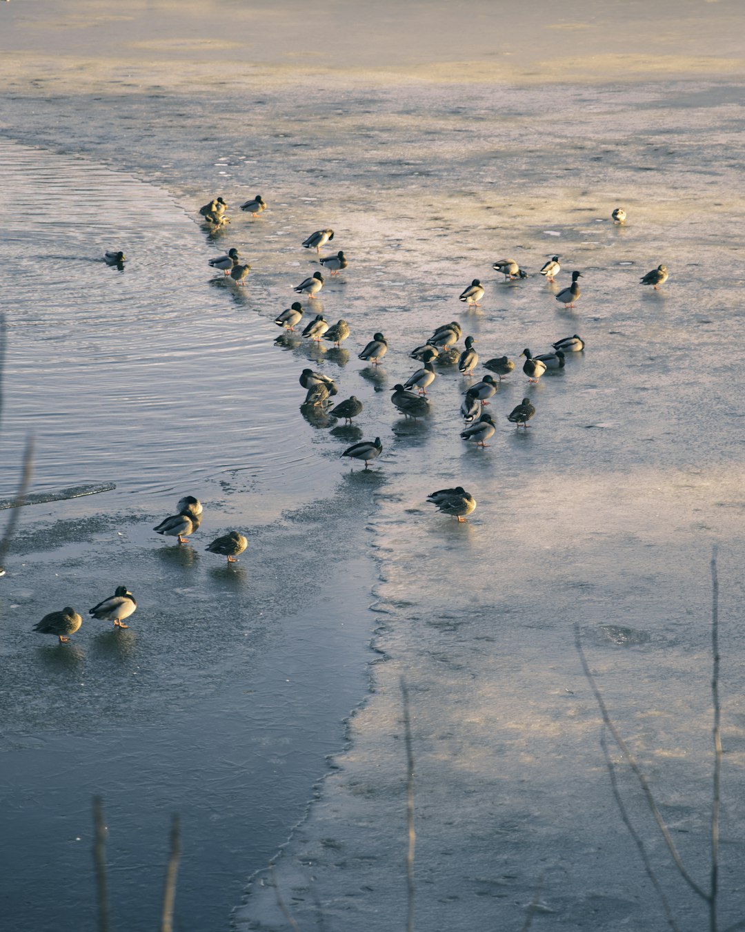 flock of white and black birds on water during daytime