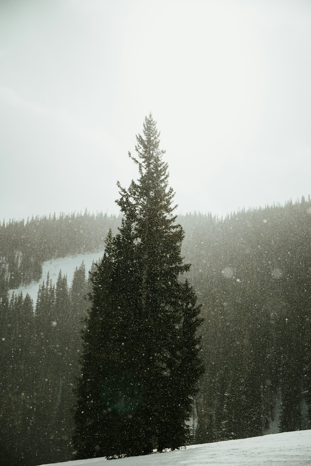 green pine trees on mountain during daytime