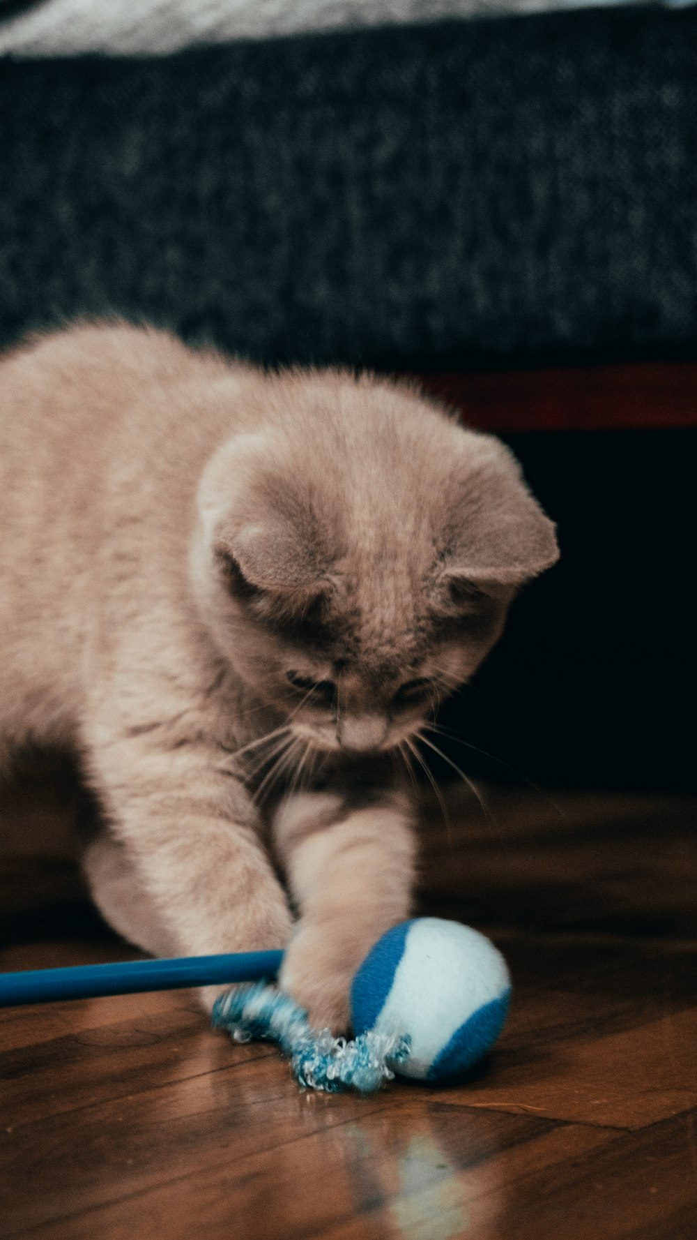 white and brown cat on brown wooden table