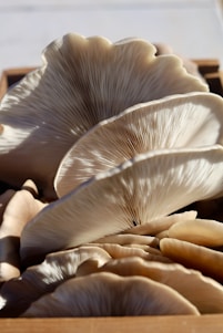 white and brown flower in close up photography
