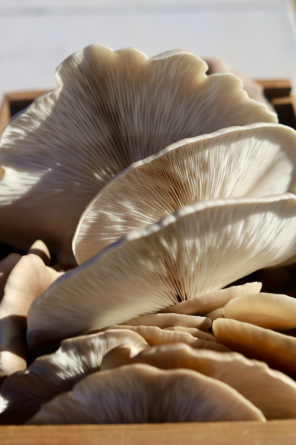 fiore bianco e marrone in fotografia ravvicinata