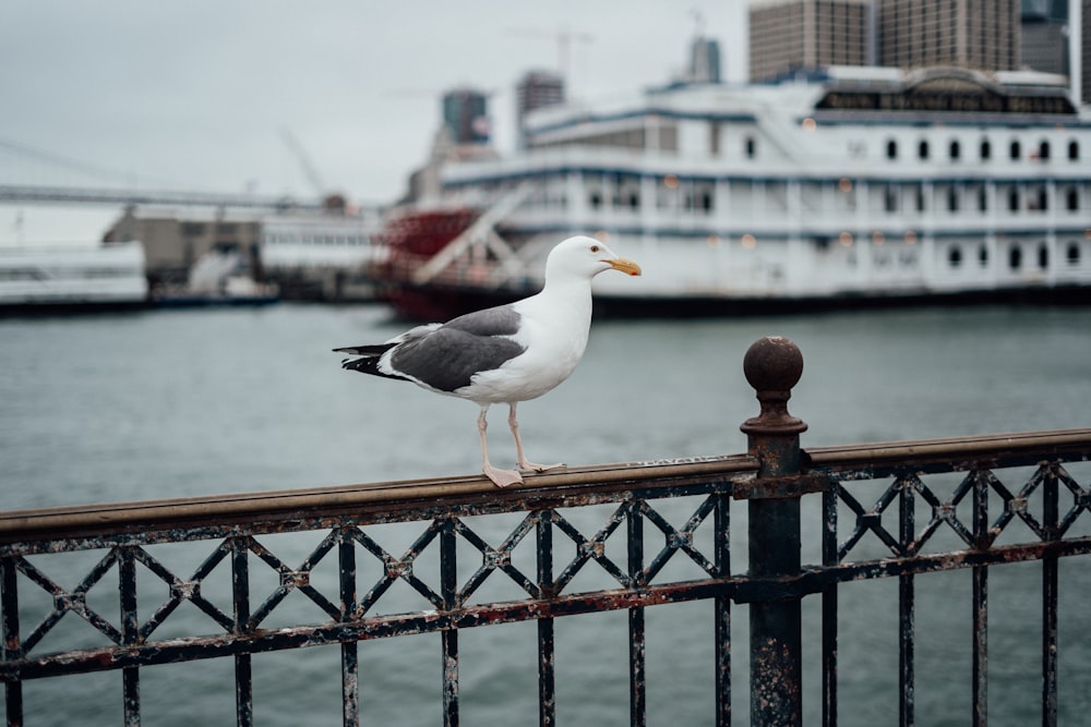 white and black bird on brown wooden fence during daytime