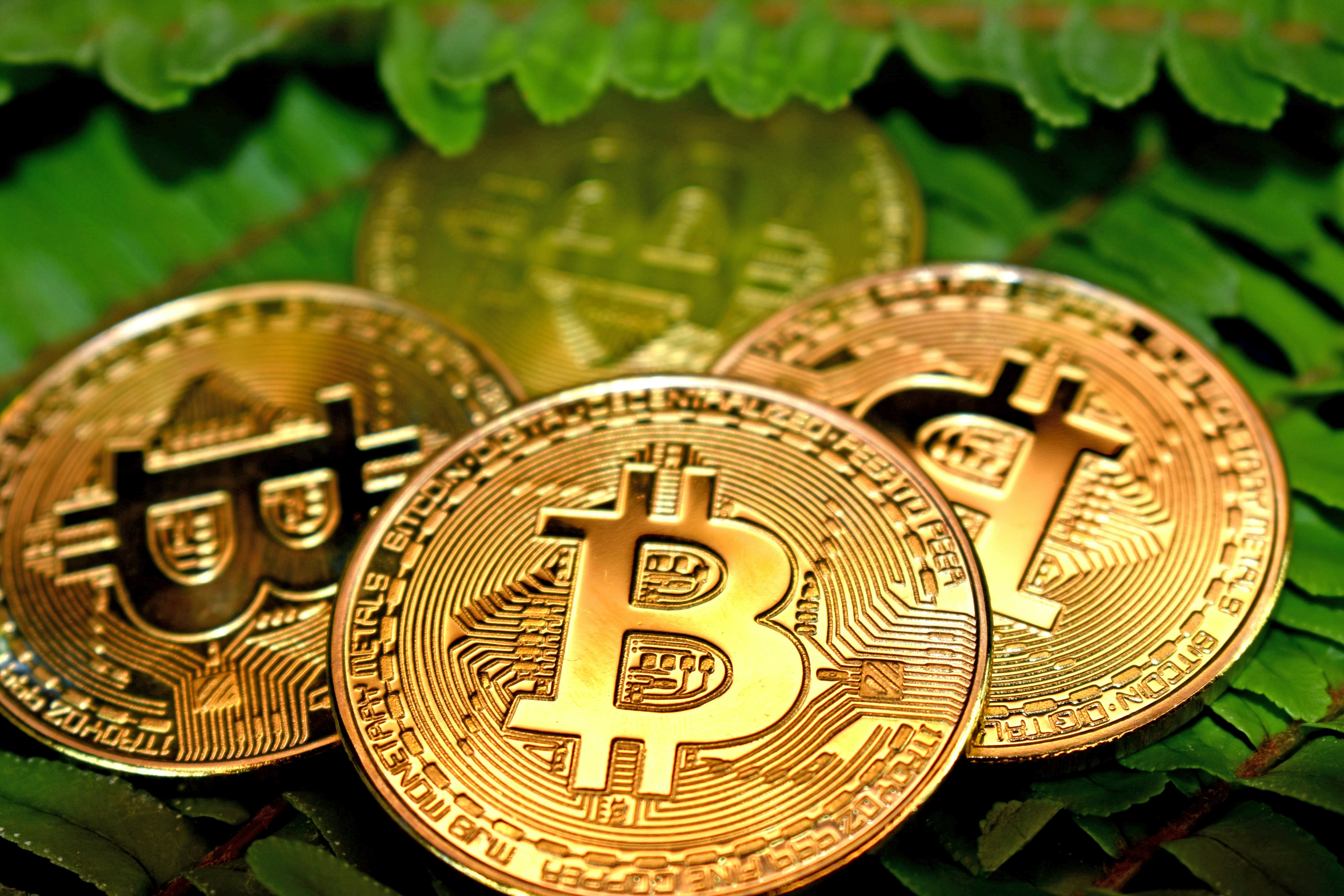 Multiple Bitcoins on a leaf.