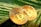 Two golden Bitcoin coins are placed on a lush green leaf, with intricate circuit-like patterns on their surface. The glossy finish of the coins contrasts with the organic texture of the leaf.