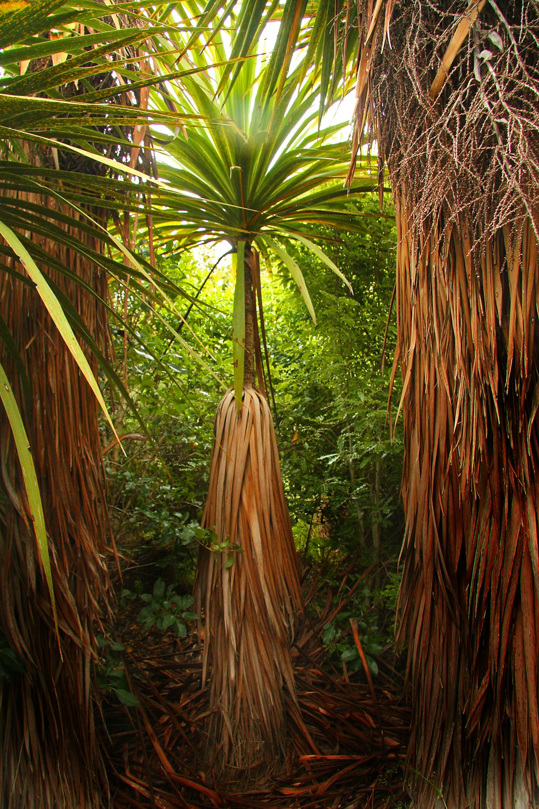 brown bamboo tree during daytime