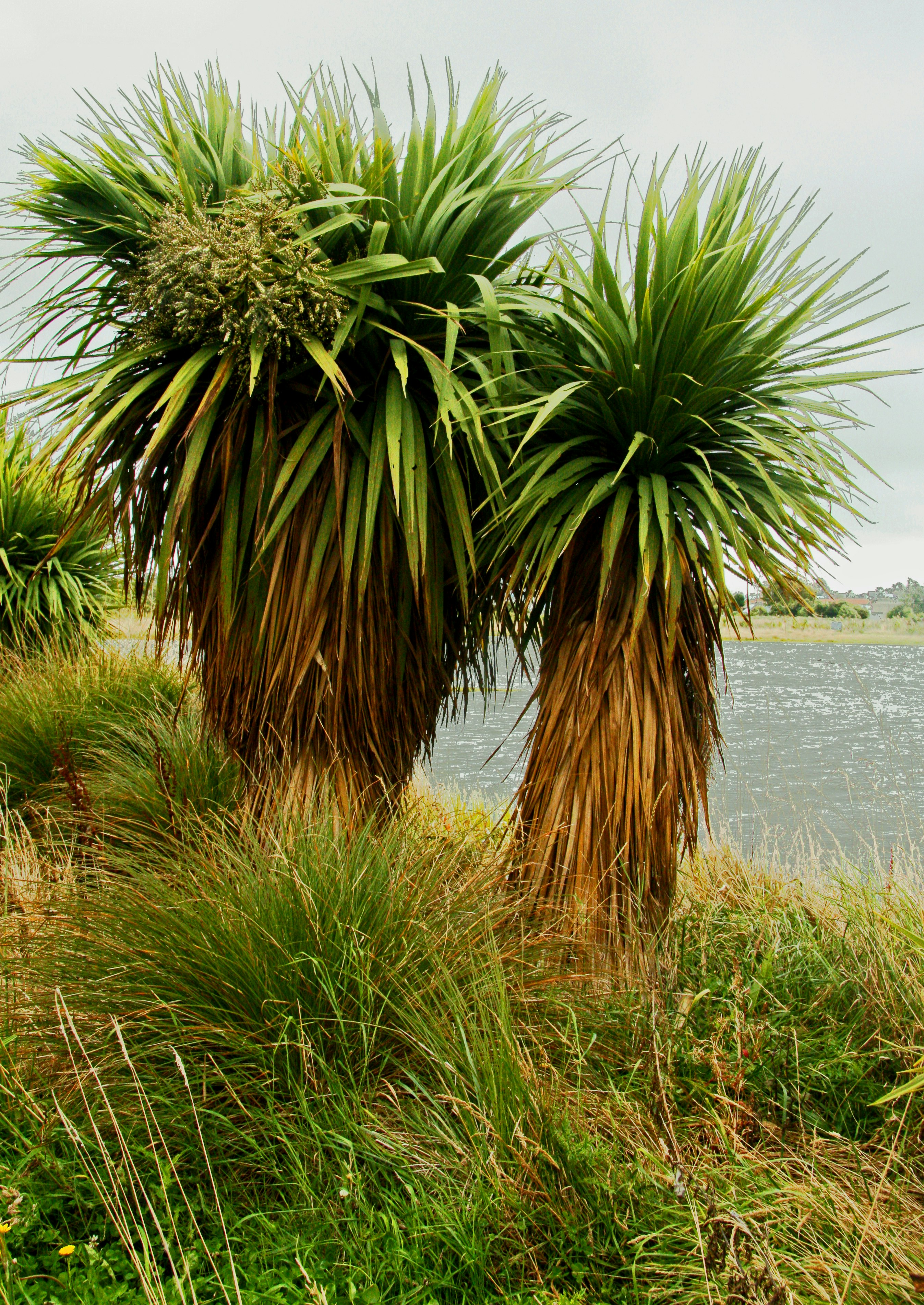 green palm tree near body of water during daytime