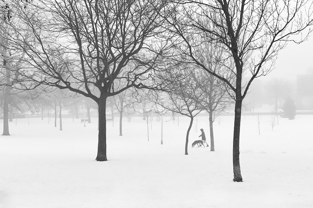 leafless tree on snow covered ground