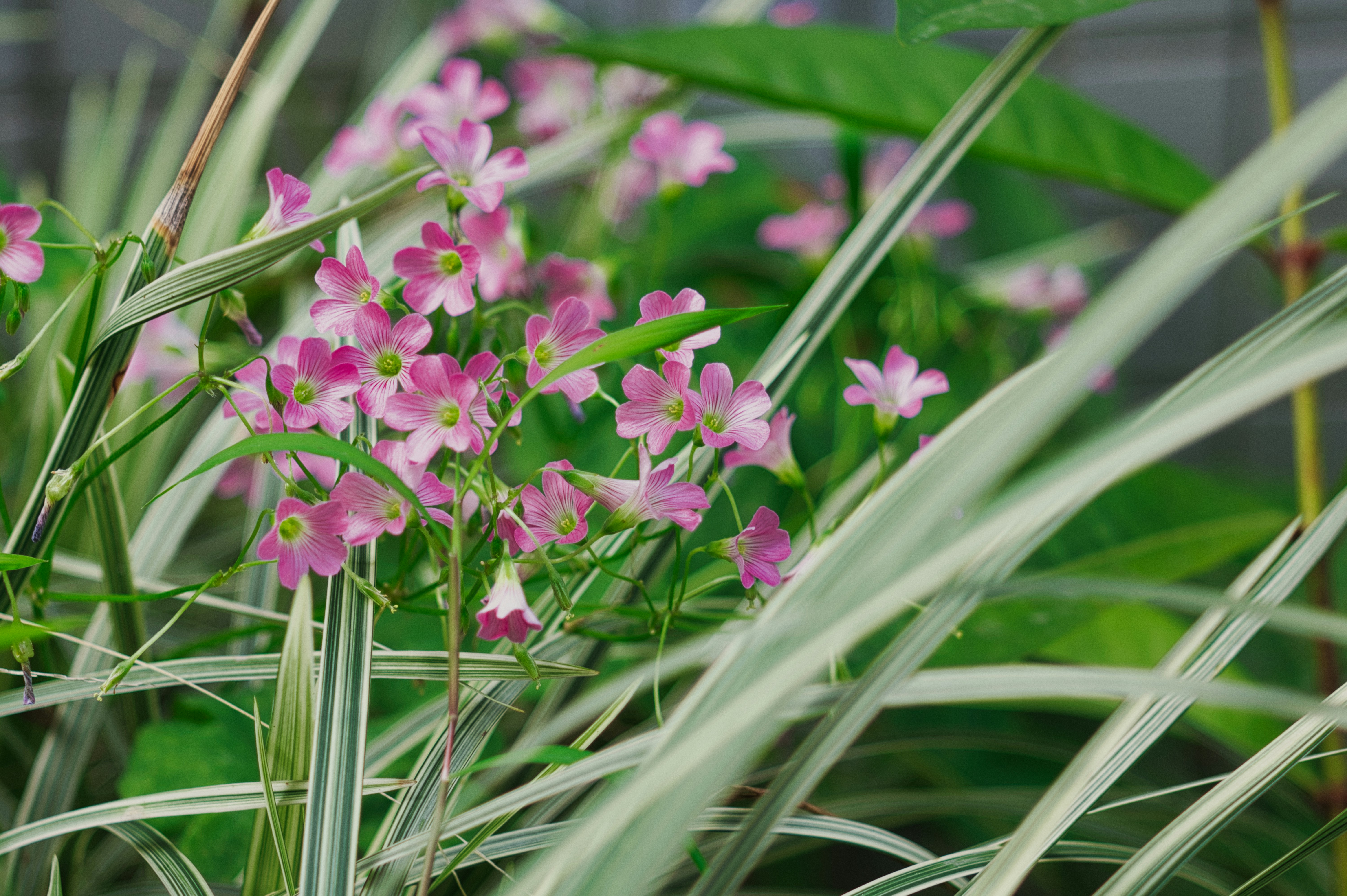 Photo by thomaskinto