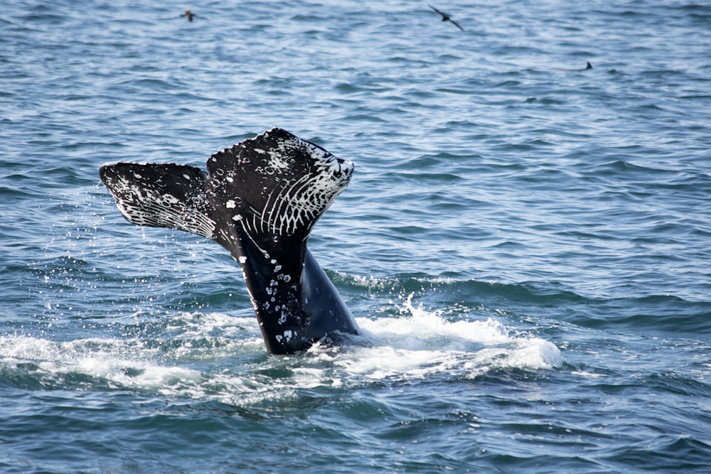 Ballena negra en el mar azul durante el día