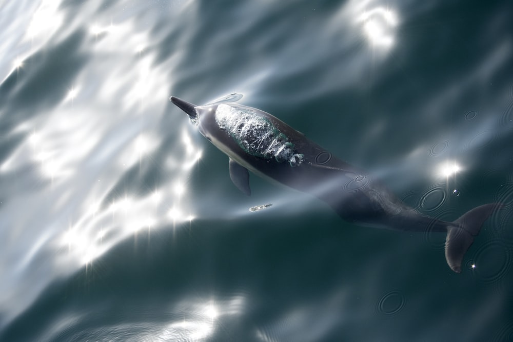 black and white whale underwater