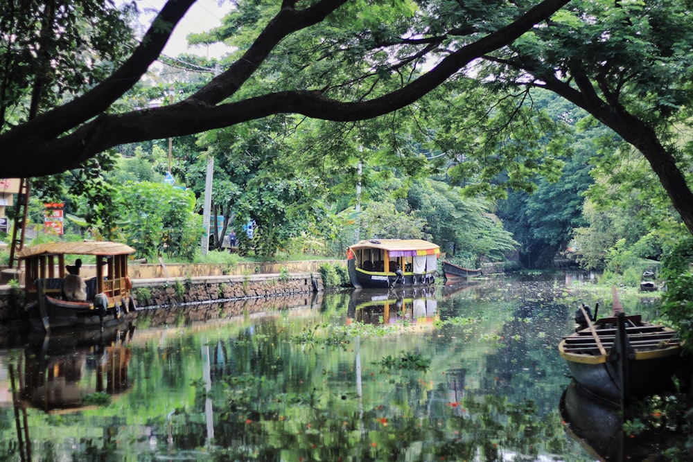 people in green water near trees during daytime