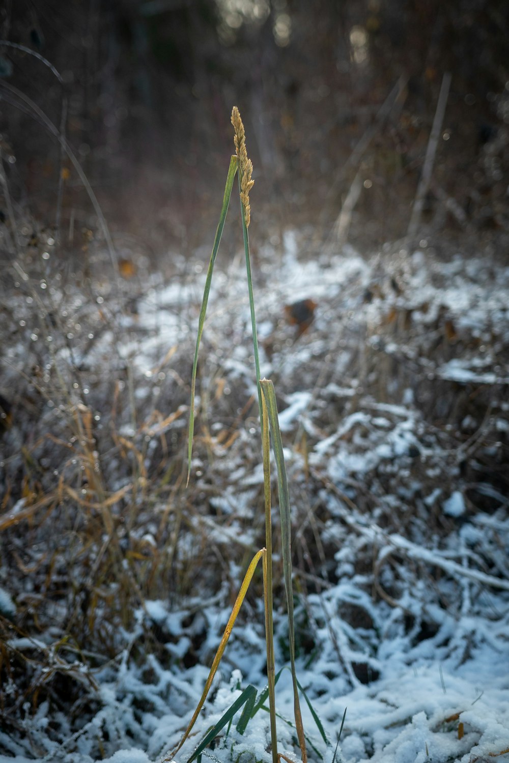 green grass on brown soil