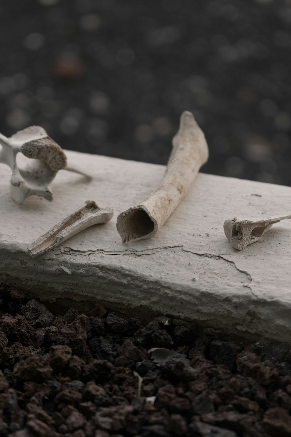 white and brown wood on brown wooden log