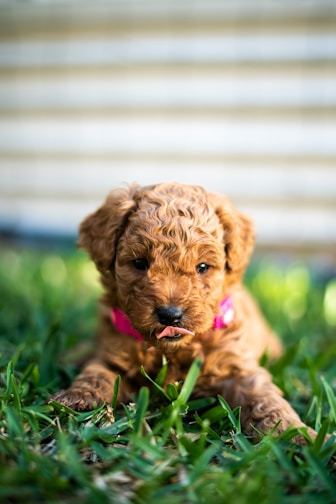 brown curly coated small dog on green grass during daytime