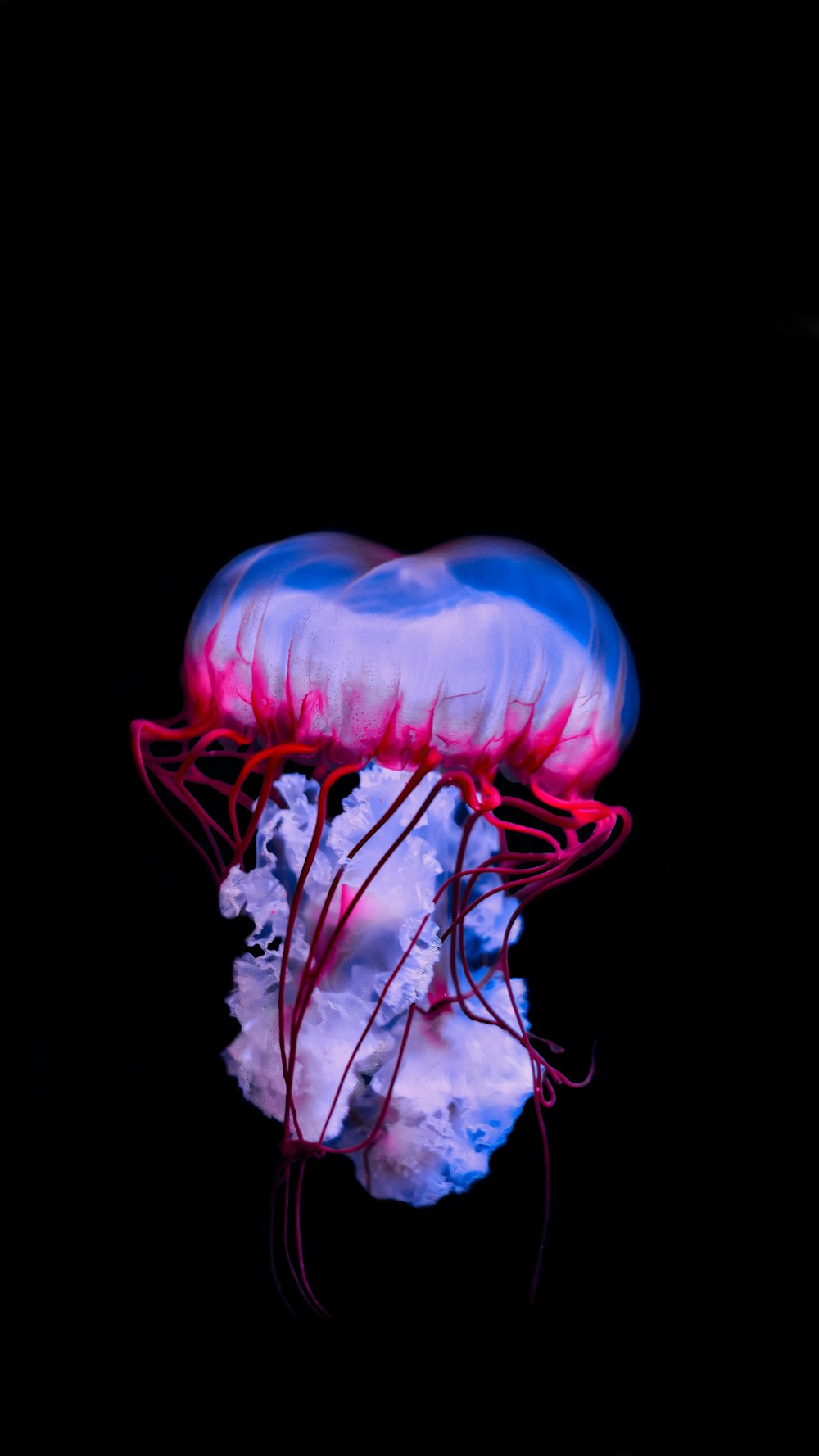illustrazione di medusa blu e bianca