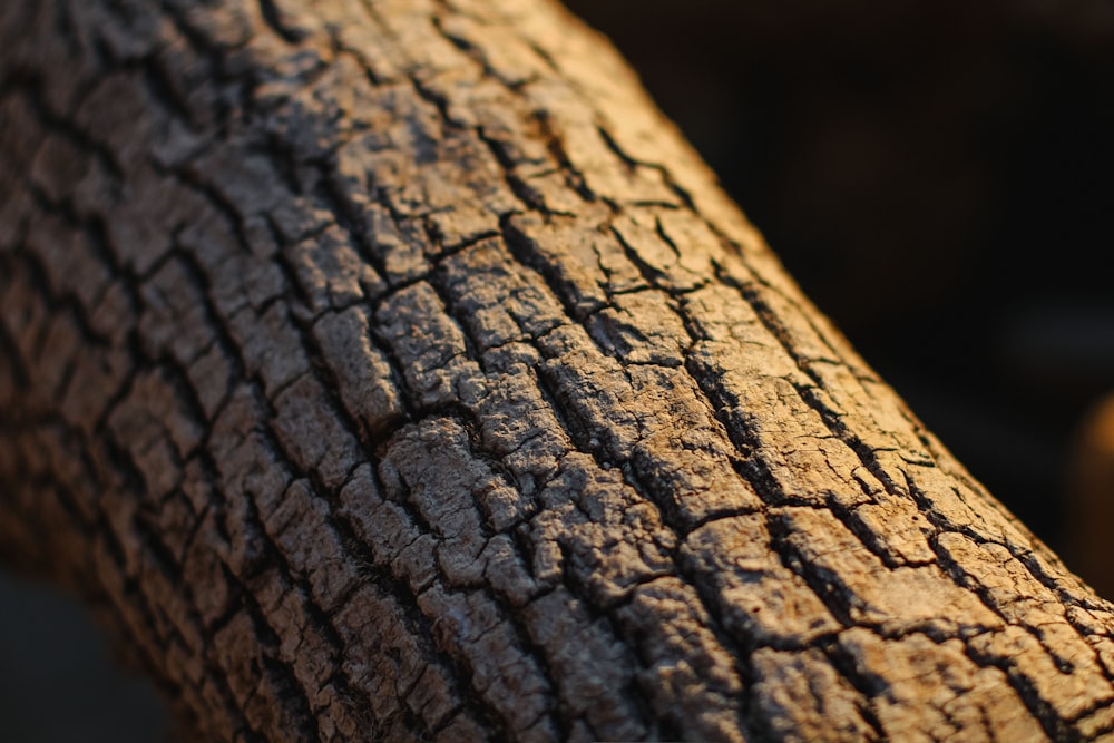 brown and black tree trunk