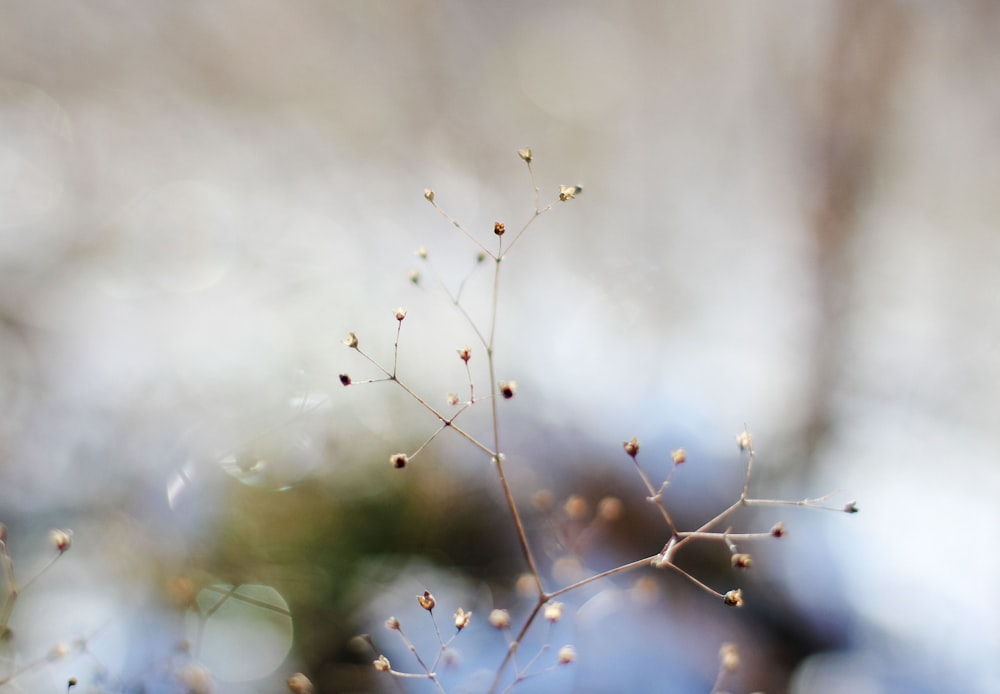 water droplets on plant stem in tilt shift lens