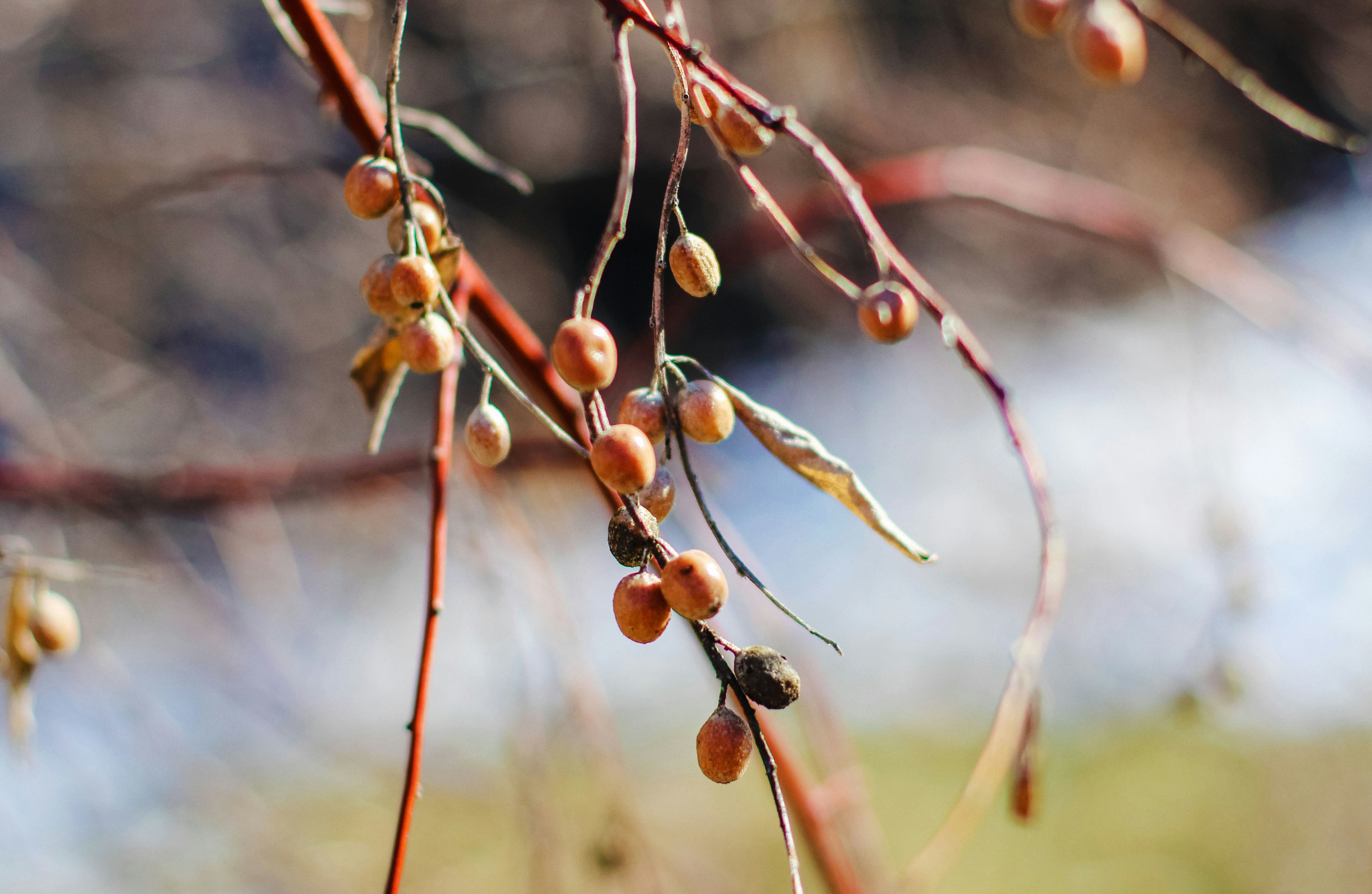 brown and green plant stem