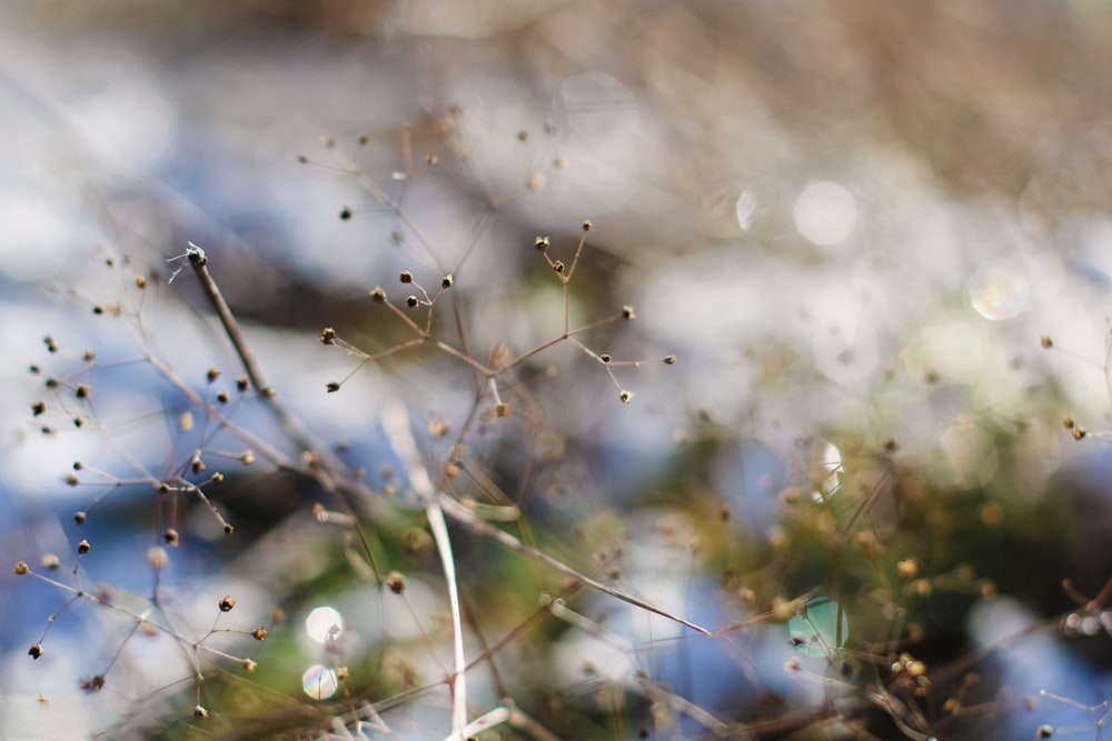 water droplets on brown plant stem