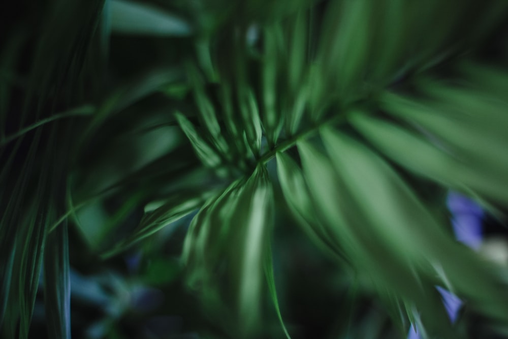 green leaf plant in close up photography