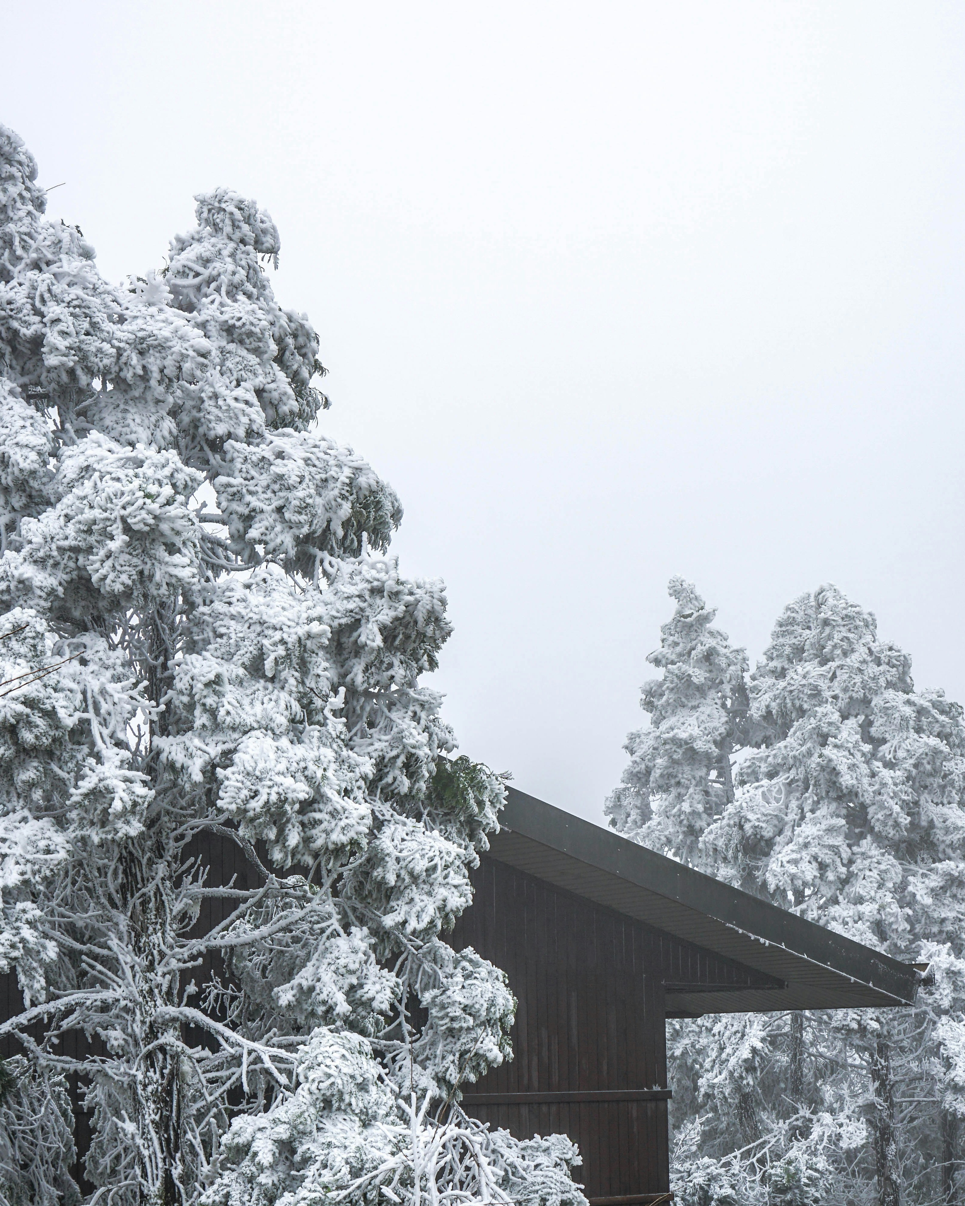 árvores cobertas de neve durante o dia