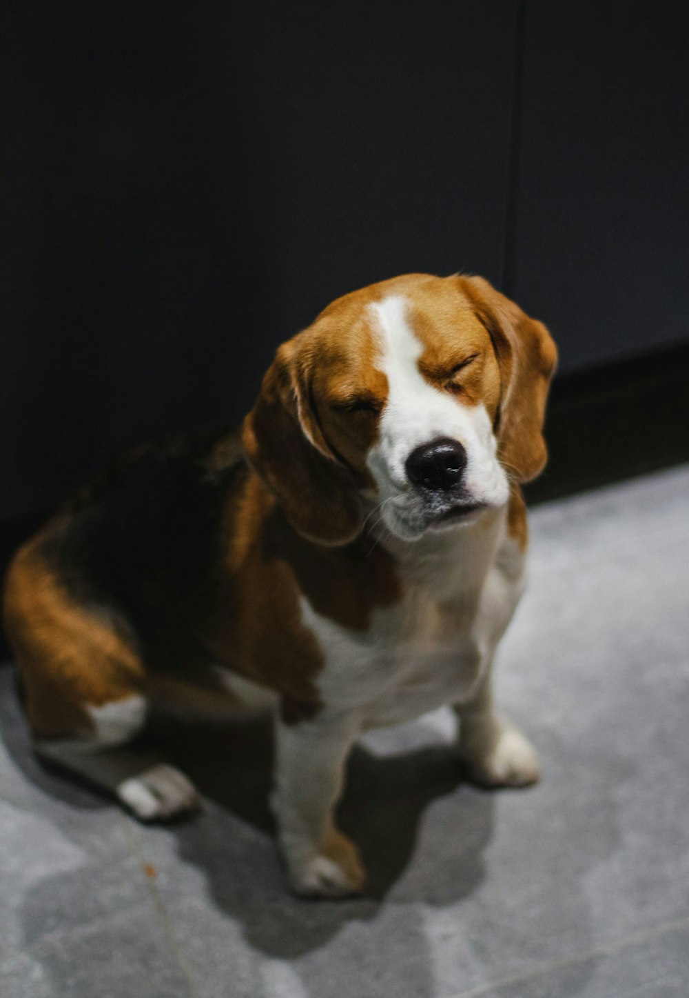 tricolor beagle sitting on floor