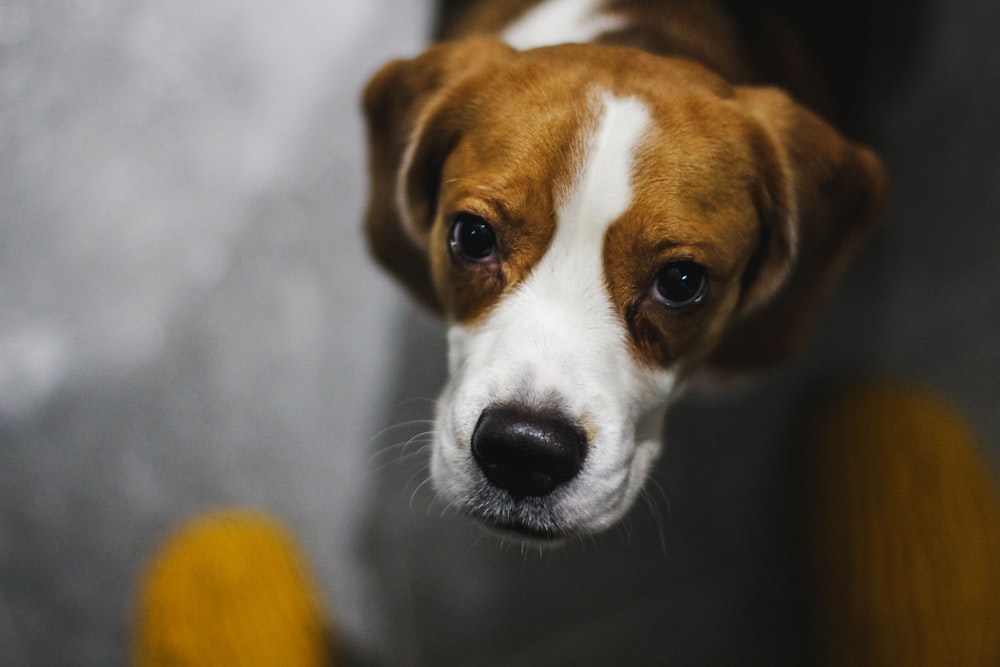 brown and white short coated dog