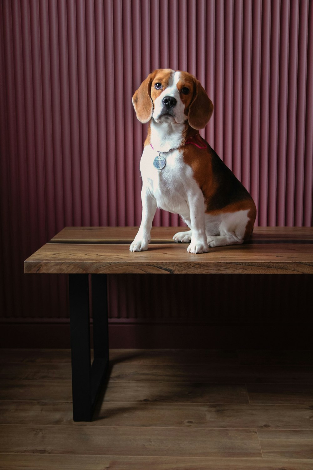 Perro de pelo corto marrón y blanco sentado en una mesa de madera marrón