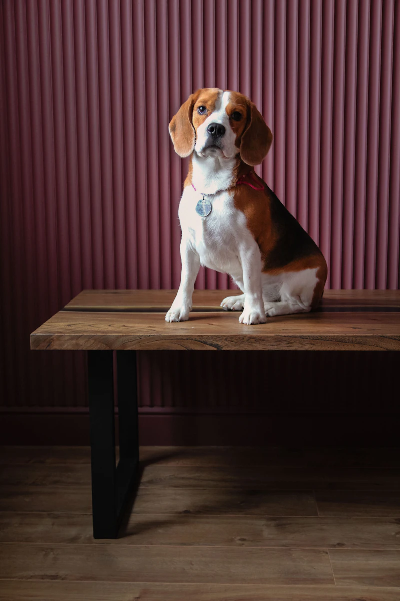 Dog Nutrition Guide for Beginners: Dog Nutrition Basics, Dog Diet Tips, and Healthy Dog Food Choices
