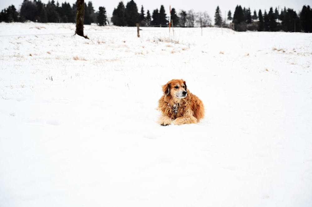 Perro marrón de pelo largo en suelo cubierto de nieve durante el día