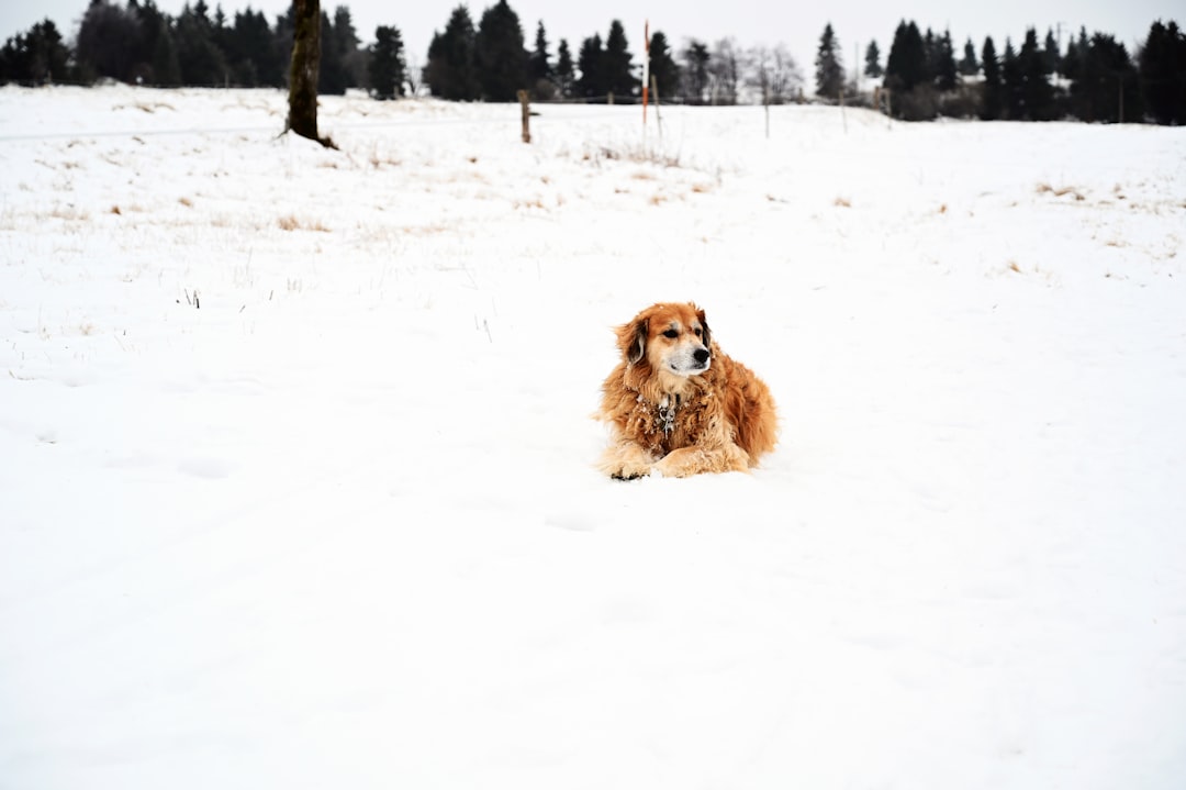 brown long coated dog on snow covered ground during daytime
