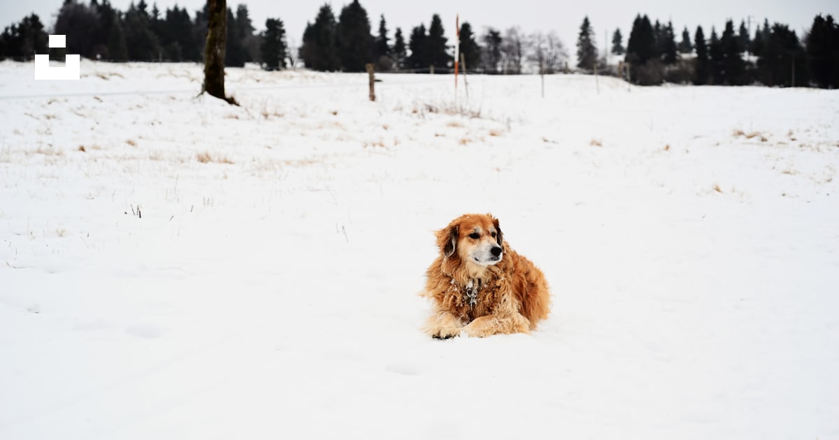 Brown Long Coated Dog On Snow Covered Ground During Daytime Photo Free Image On Unsplash Brown Long Coated Dog On Snow Covered Ground During Daytime Photo Free Image On Unsplash