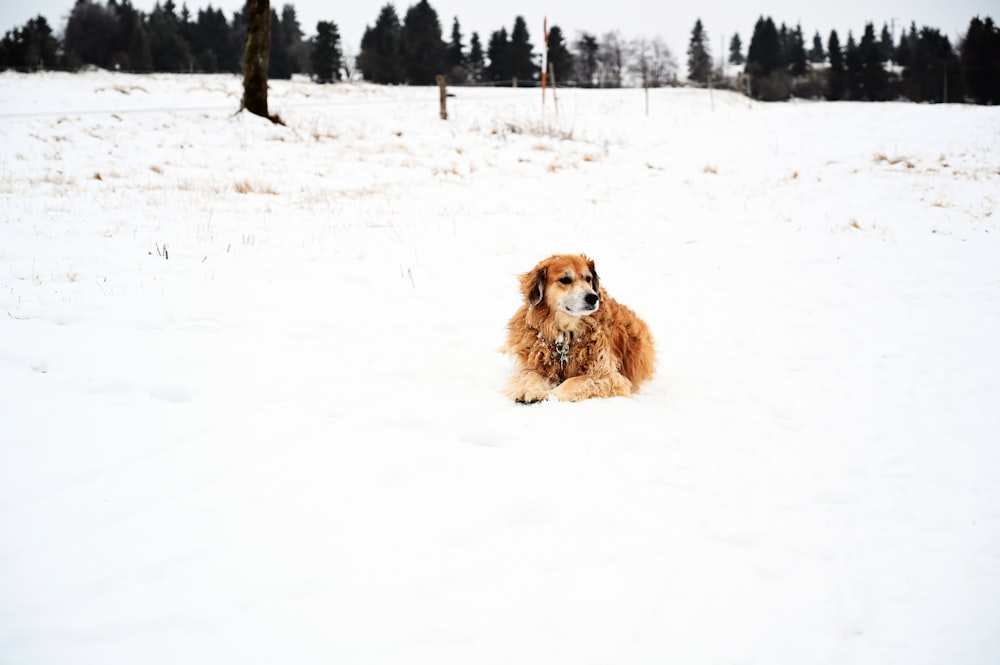 brown long coated dog on snow covered ground during daytime