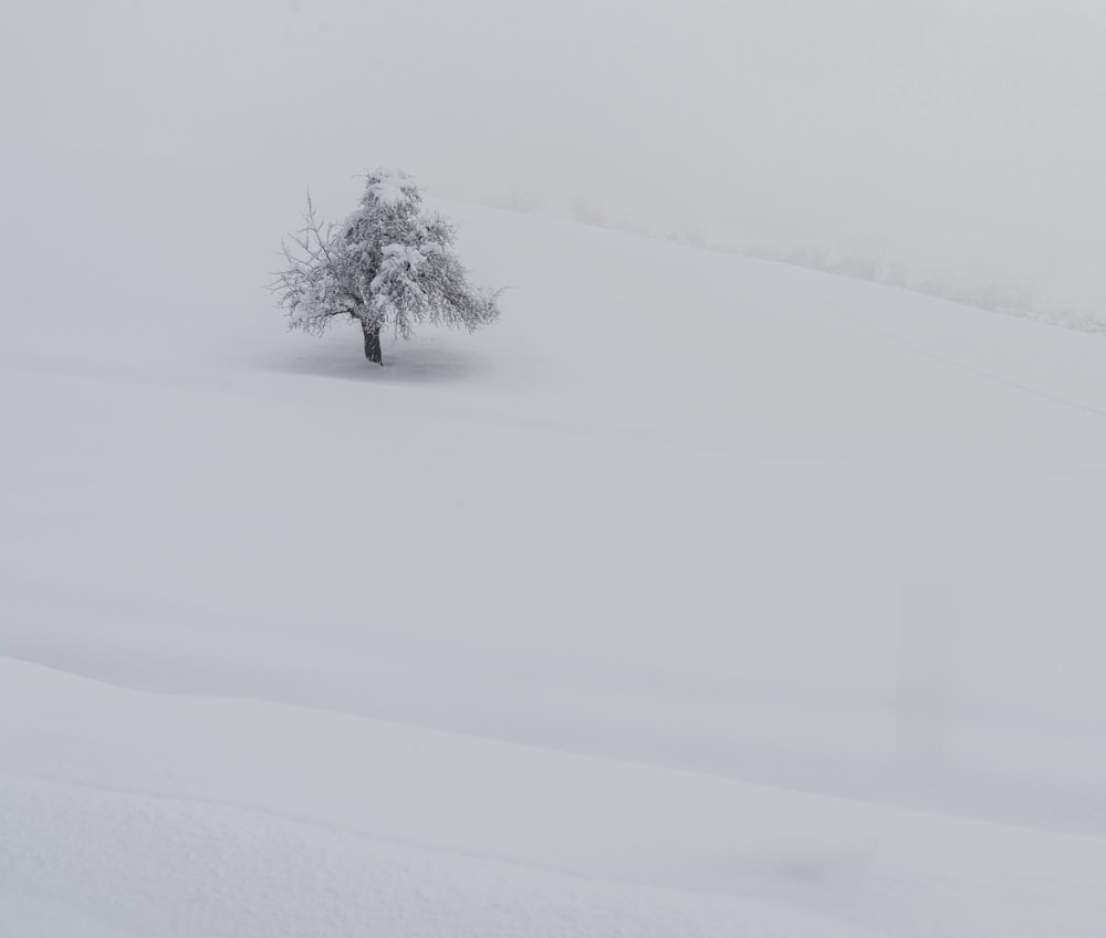 snow covered tree on snow covered ground