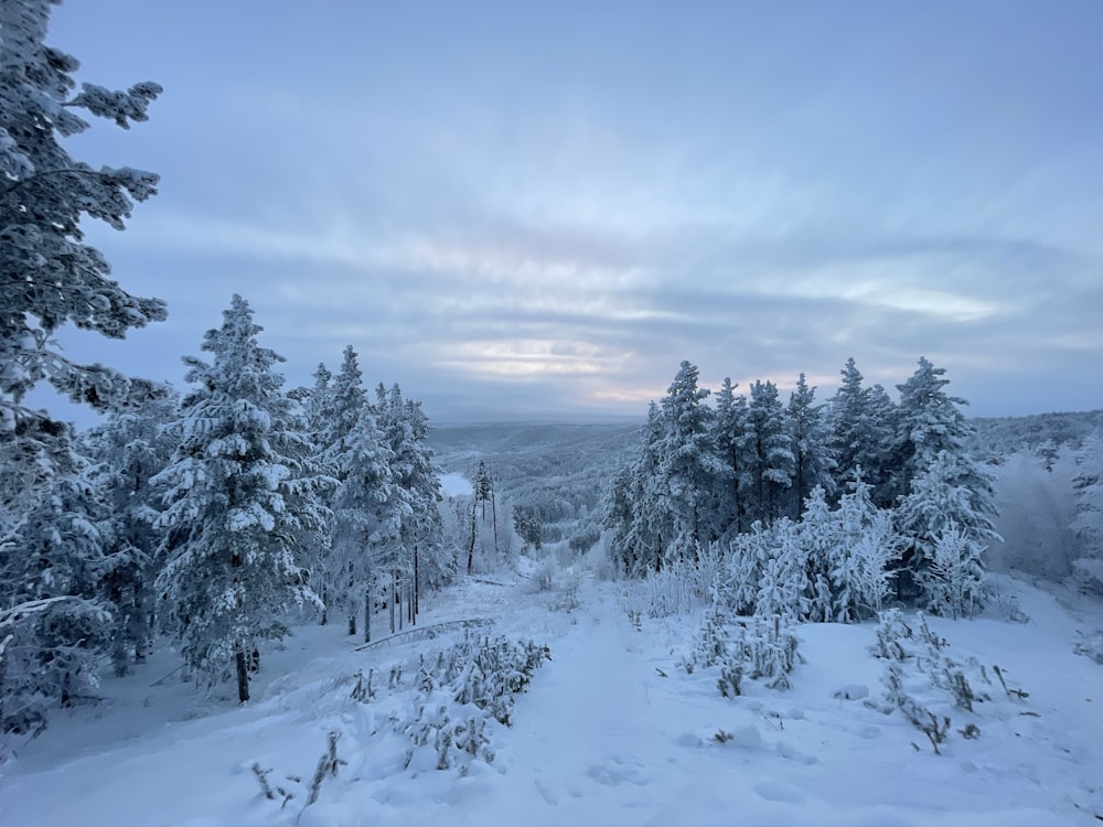 snow covered pine trees under cloudy sky during daytime