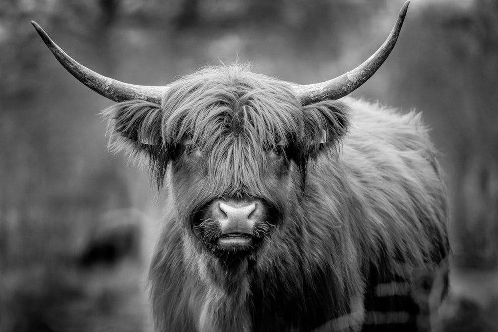 grayscale photo of water buffalo