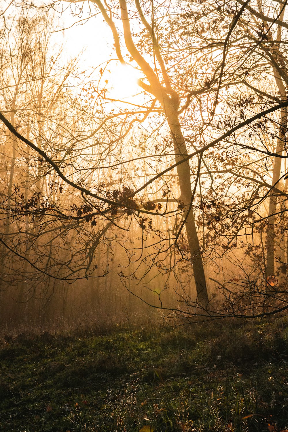 brown leafless tree during daytime