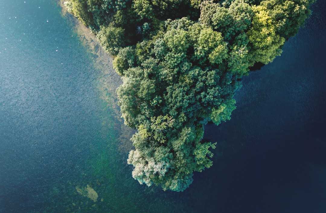 aerial view of green trees beside body of water during daytime