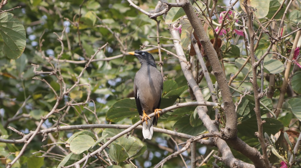 brown and black bird on tree branch during daytime