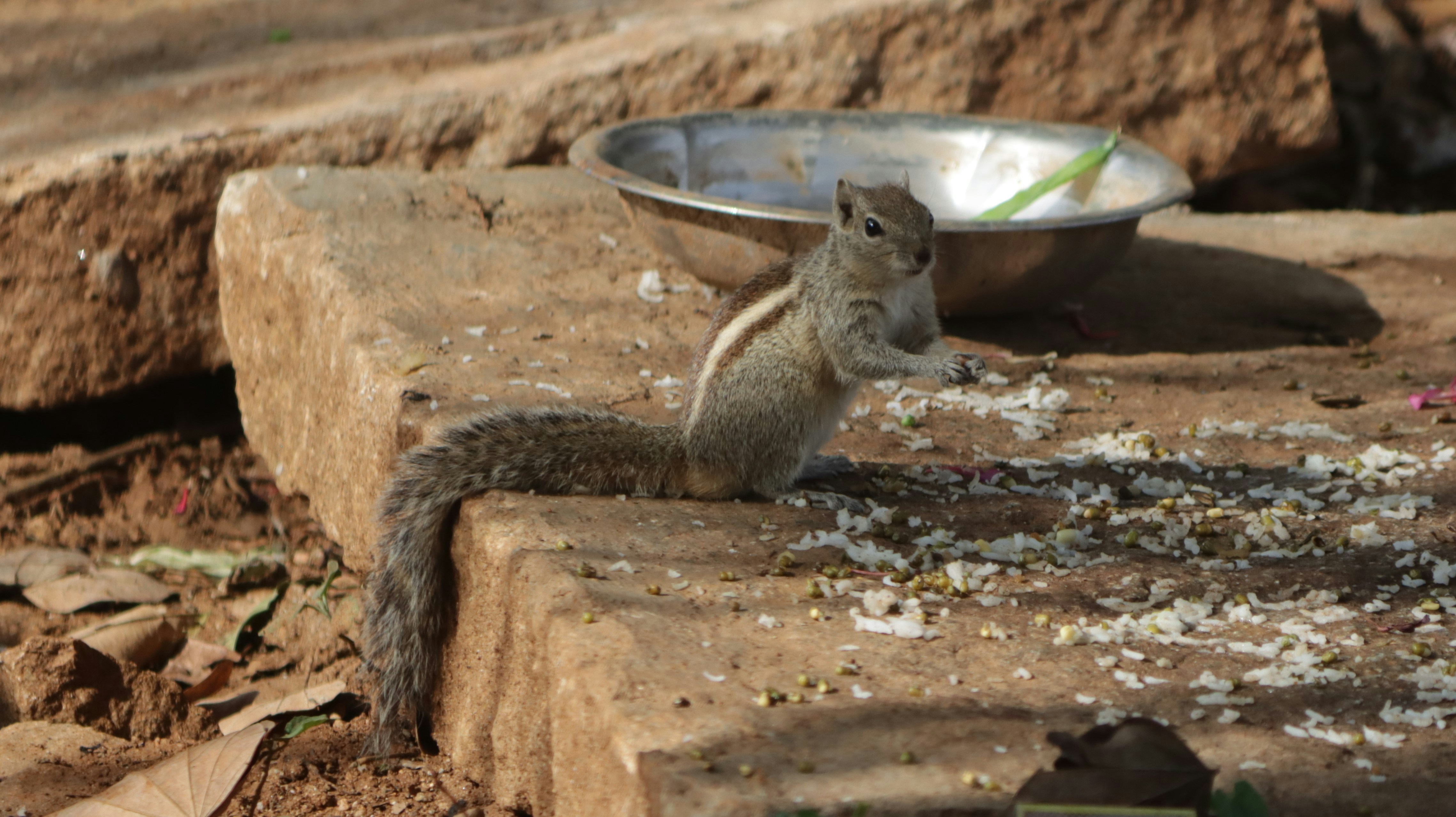 Squirrel feasting