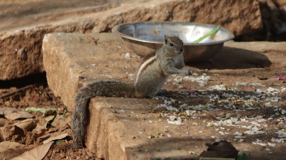 brown squirrel on brown sand during daytime