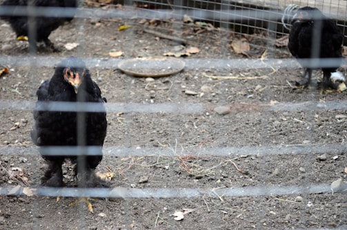 Several black chickens are in a dirt-floored enclosure, surrounded by mesh fencing. The ground is scattered with leaves, rocks, and a circular object, possibly a feeding dish.